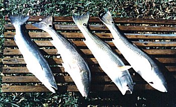 3reds-1trout.jpg