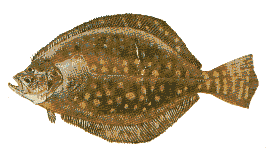 Flounder