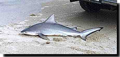 shark.jpg