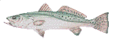 TROUT FISHING